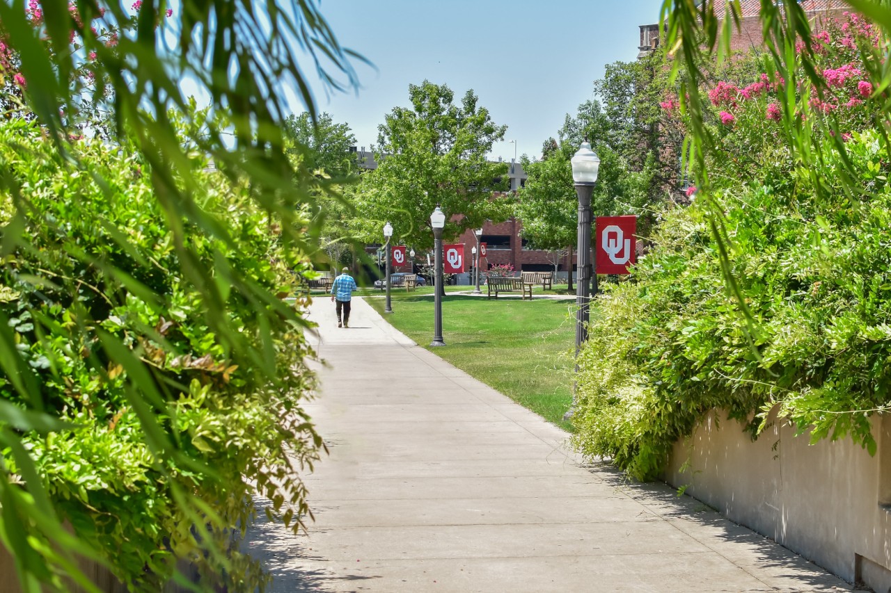 A walkway surrounded by trees and lampposts with OU flags.