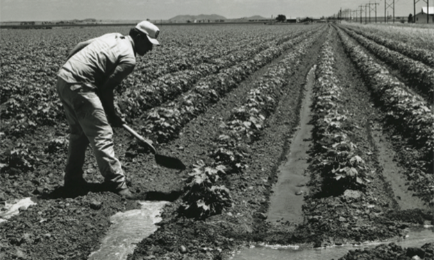 “A man regulating irrigation waters in a field of maturing cotton located on the W.C. Austin Project, 1970,” John N. “Happy” Camp Collection, Photograph Series, Box 8, Item 821, Carl Albert Congressional Archives.