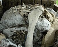 Bones to be charred for fluoride mitigation