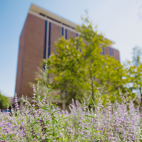 Dale Hall Tower, with a blue sky, trees and flowers in the foreground.