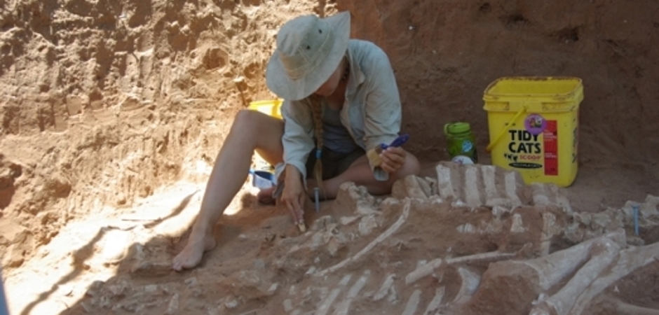 Student excavating ancient bison remains