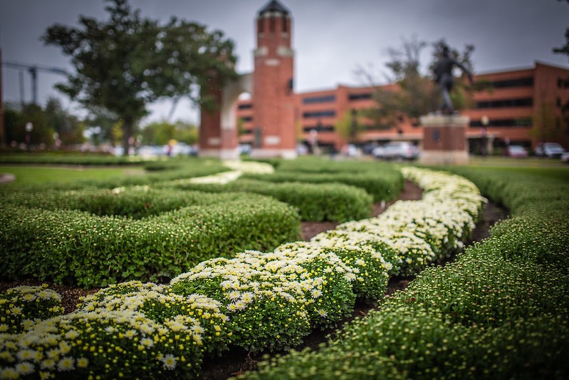 photo of mums on the south oval