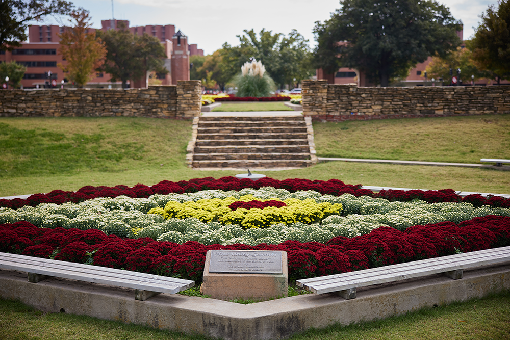 Mums planted in the OU Unity Garden, South Oval