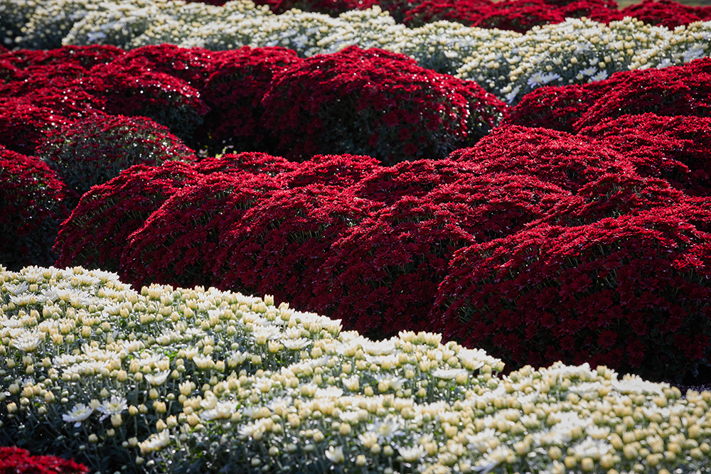 Close up detail of the Mums at morning, contrasting stripes of mums fill the frame