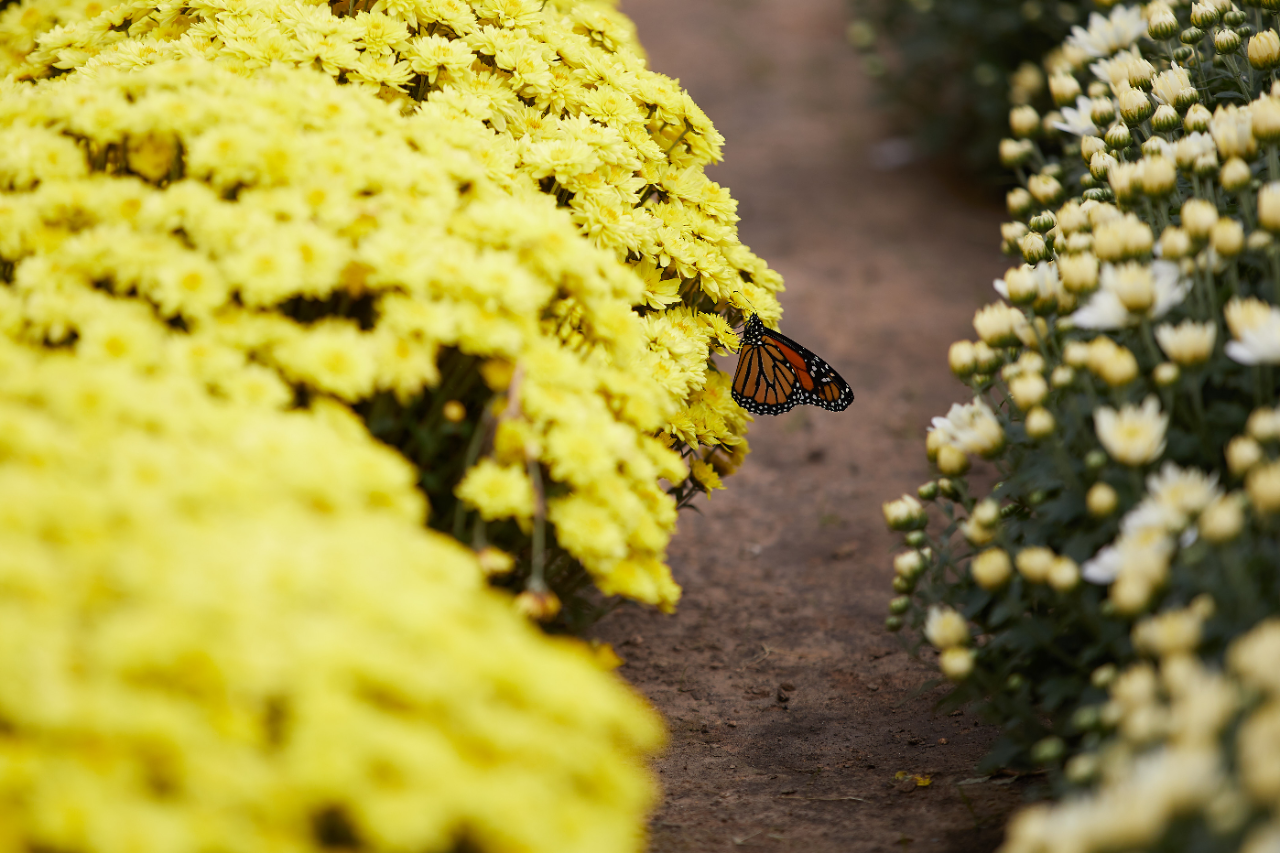 Detail: a monarch butterfly rests on a bright yellow mum