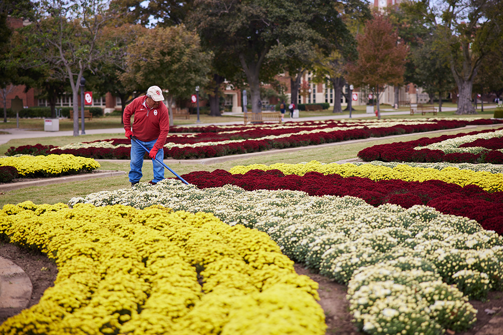 A groundskeeper tends to the mums, planted in bright stripes on the OU South Oval
