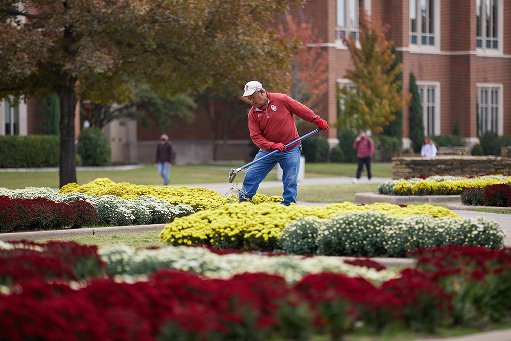 Groundskeeper rakes a section of flower bed on OU campus