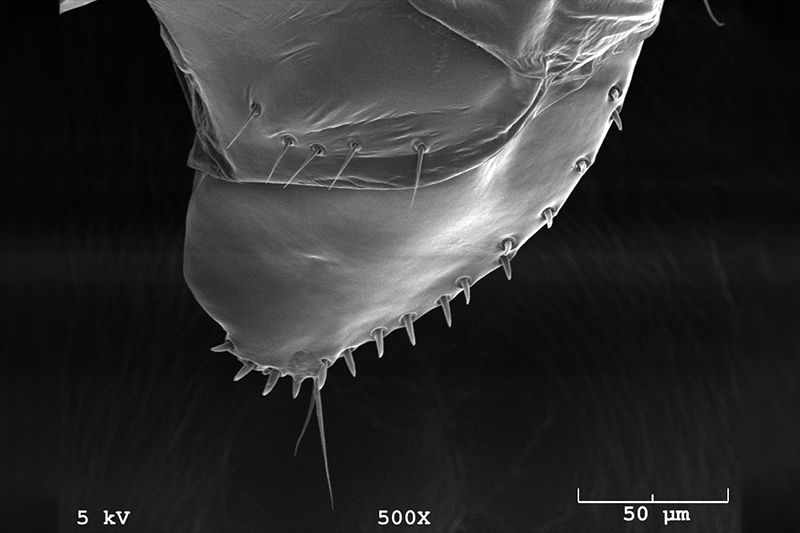 Female Drosophila genitalia. Scanning electron microscope image taken by Preston Larson in OU's Samuel Robert Noble Microscopy lab.