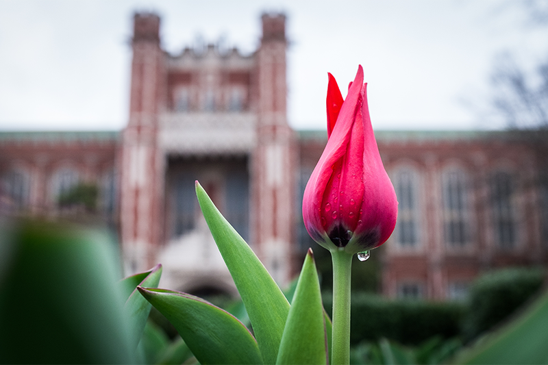 A tulip blooms in front of Evans hall on a cloudy spring morning