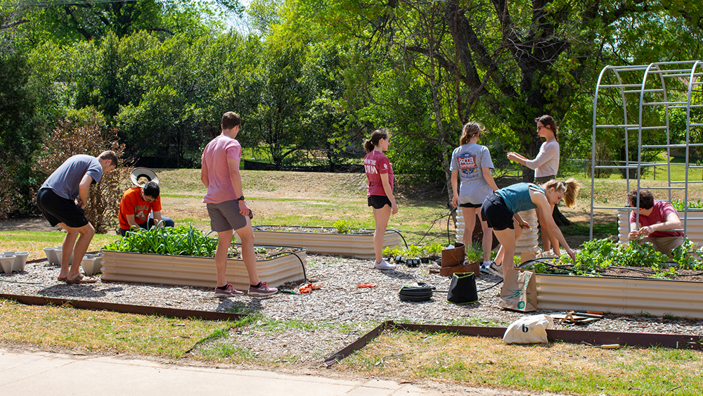 a croup of students tend garden plots at the community garden