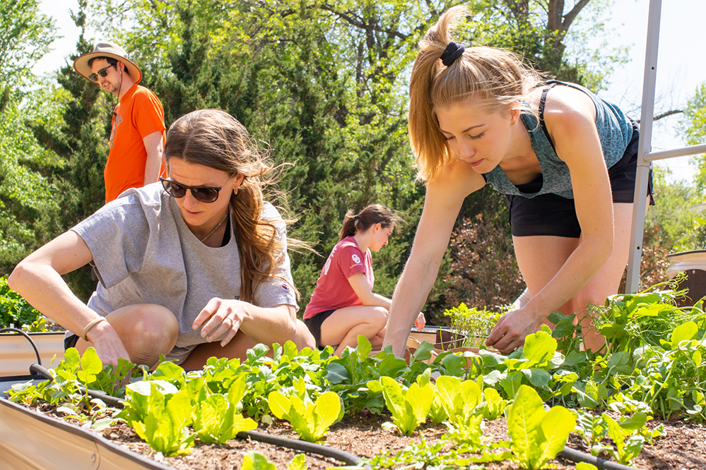 students tend to young plants at the community garden