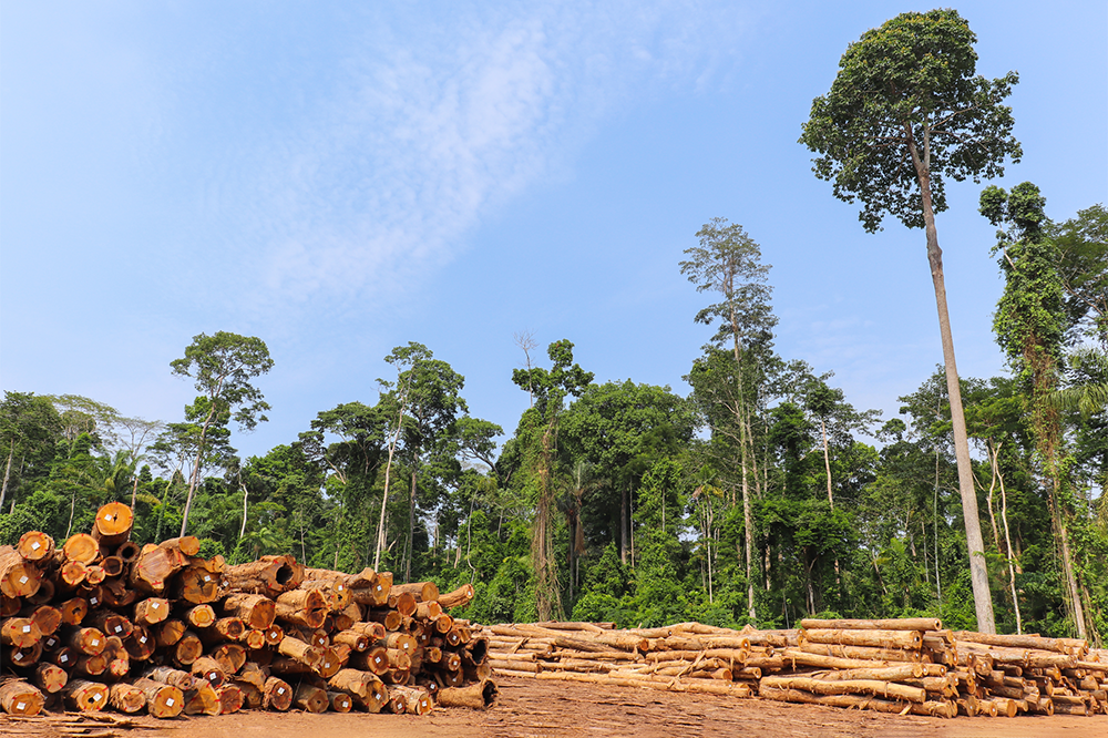 amazon deforestation: a pile of cut trees lie on the edge of a forest