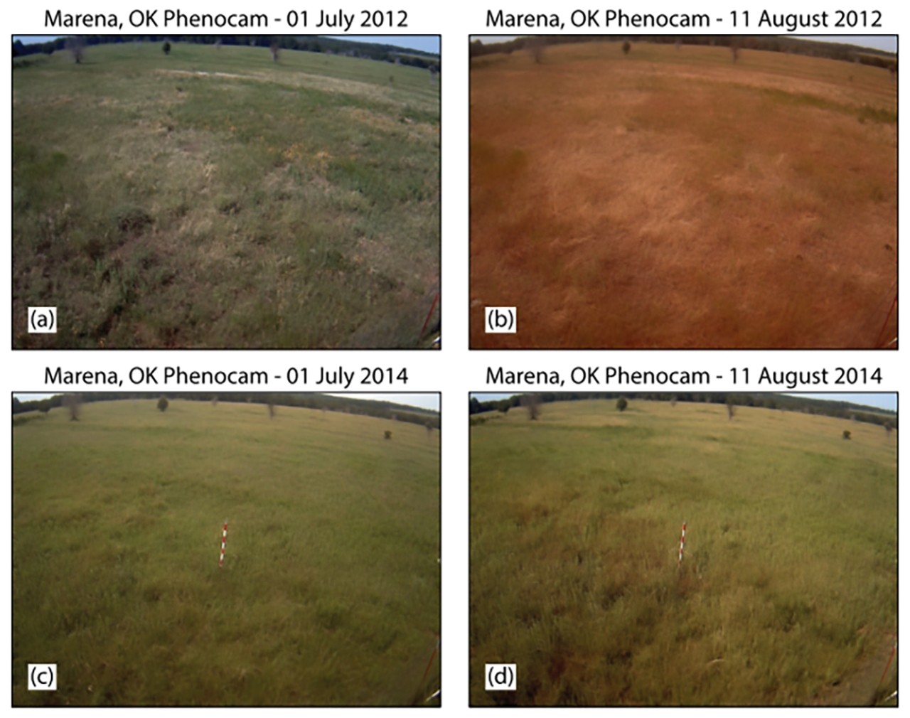 camera images of grasses during drought