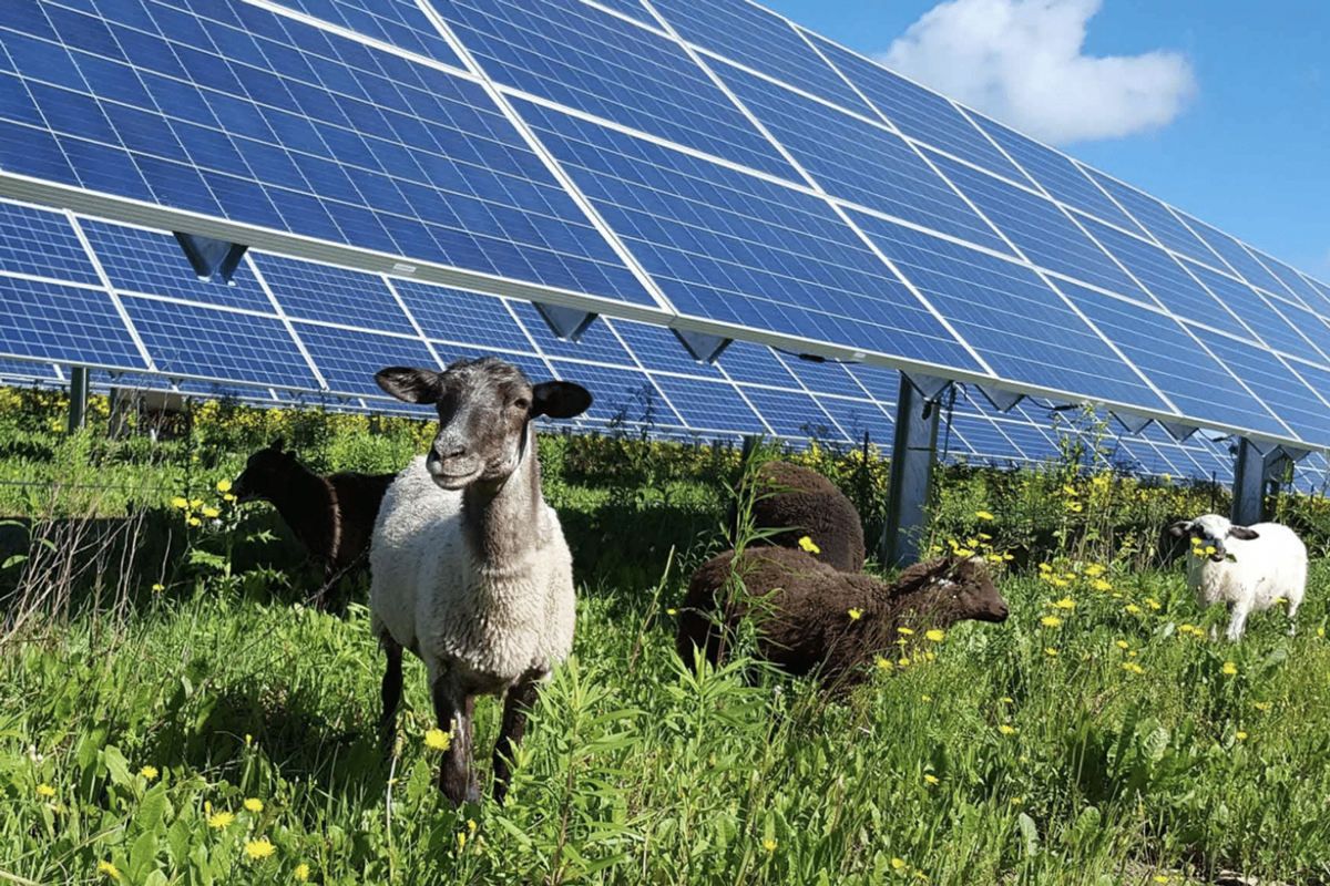 Stock photo of sheep in front of a solar panel