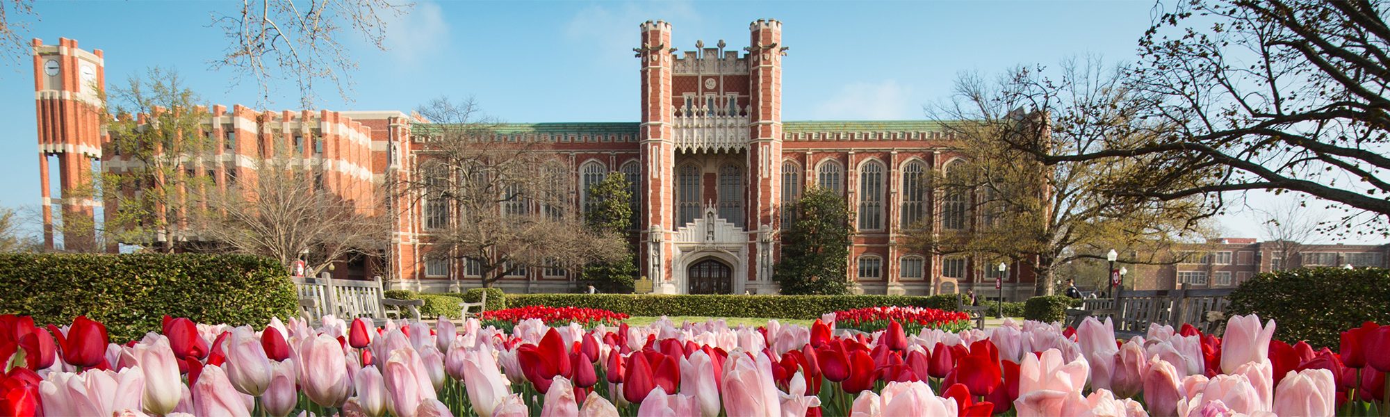 Tulips on the University of Oklahoma campus