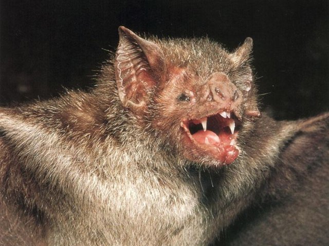 do vampire bats use echolocation