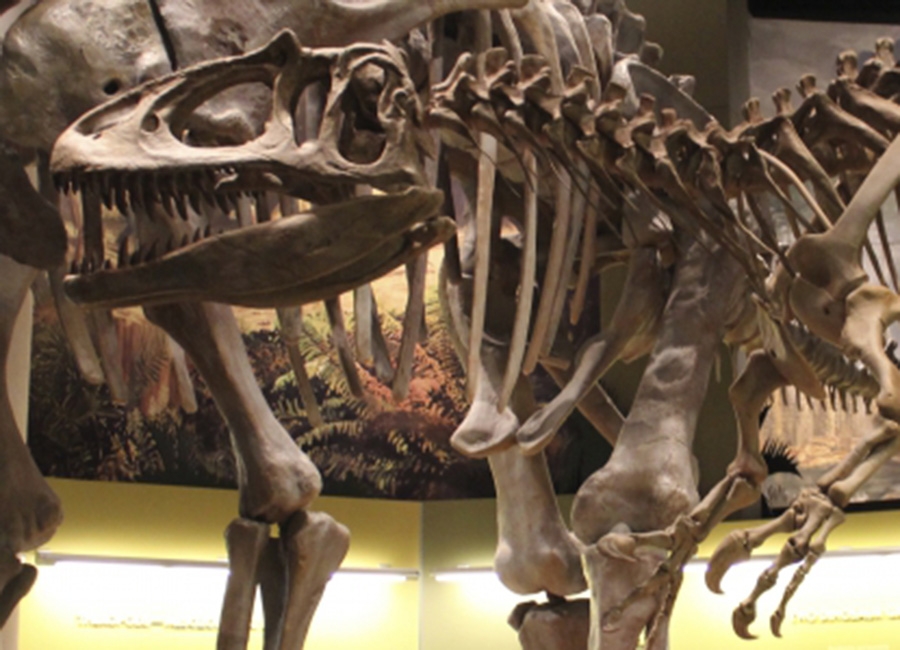 Dinosaur fossils on display at the Sam Noble Oklahoma Museum of National History