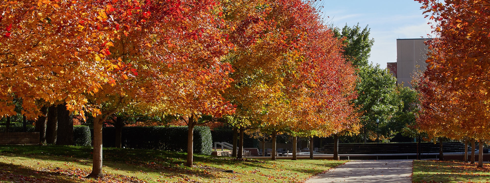 Trees in the fall surrounding a sidewalk.