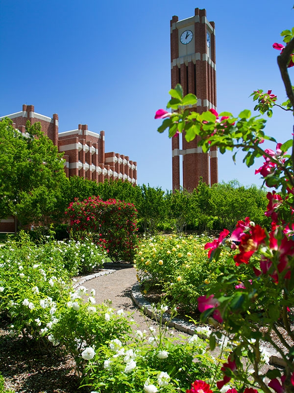 Bizzell Clock Tower, with pink and white flowers in the foreground.