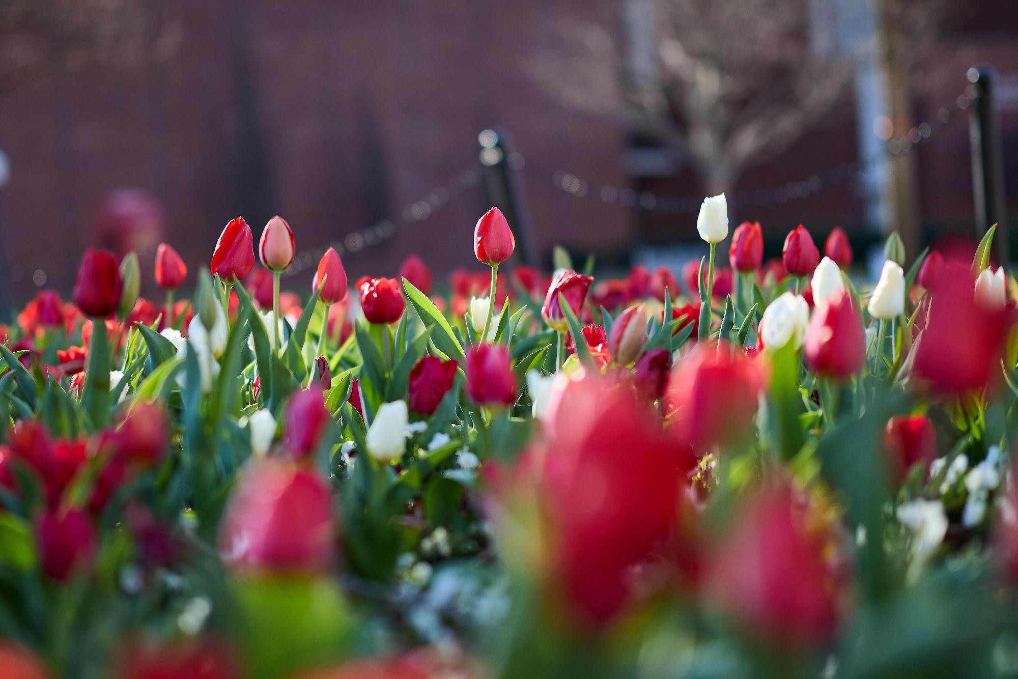Payton Greenwood placeholder image of campus flowers.