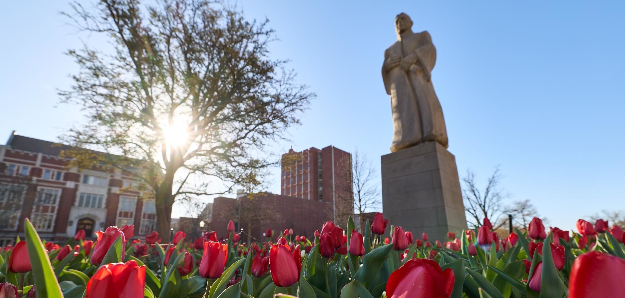 Statue on campus with beds of red tulips. 
