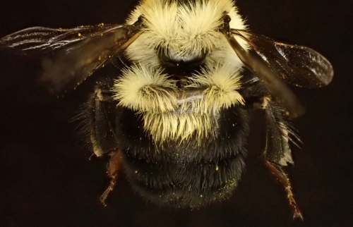 A close-up of the two-spotted bumblebee.  (Photo courtsey of OKC Zoo and KFOR.com)
