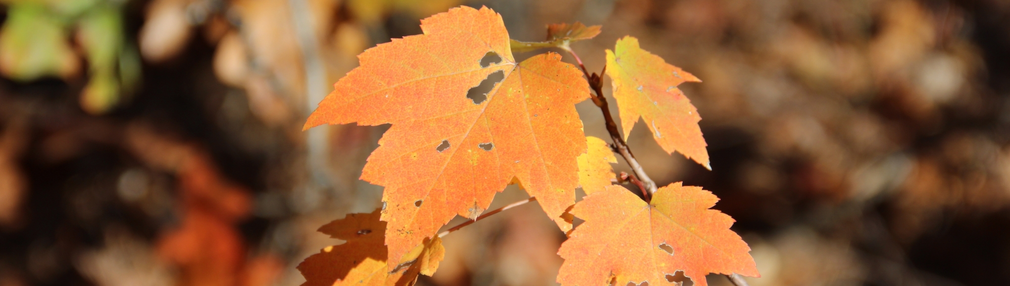 Maple leaves that have turned orange in the autumn.