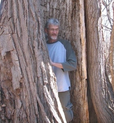 Man stands inside a large, hollow cottonwood tree.