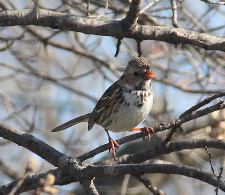 Small bird with brown feathers, a white chest, and orange bill perched on a stick.