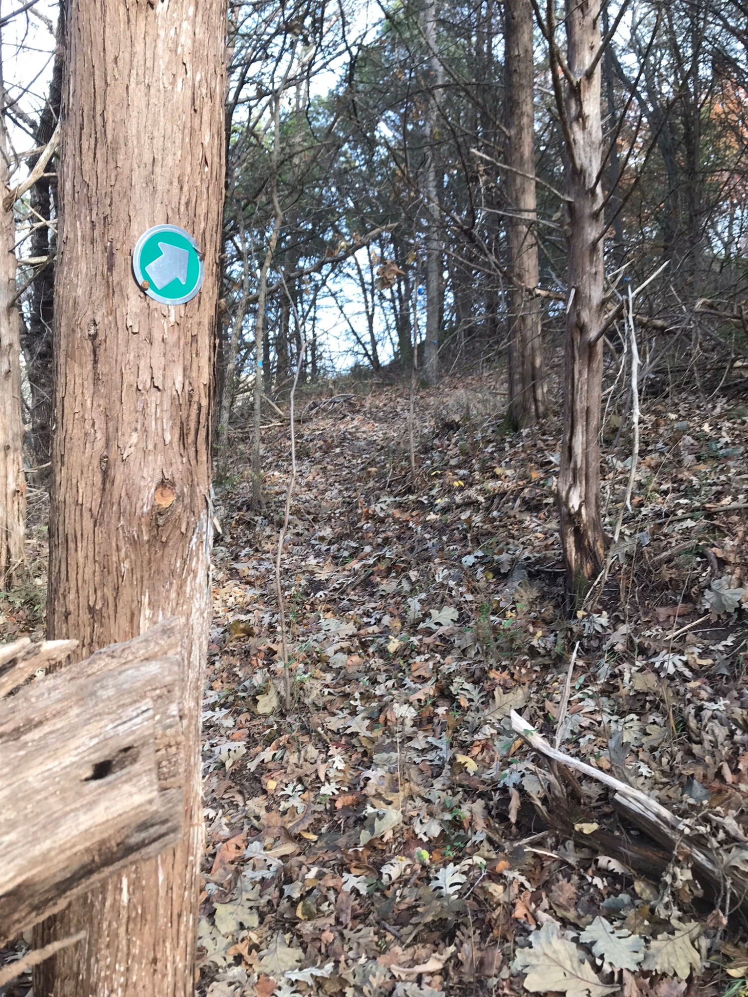 Green arrow points the way along the loop trail at Oliver's Woods.