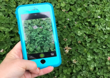 Photo of an iPhone with blue case taking a picture of a bush.