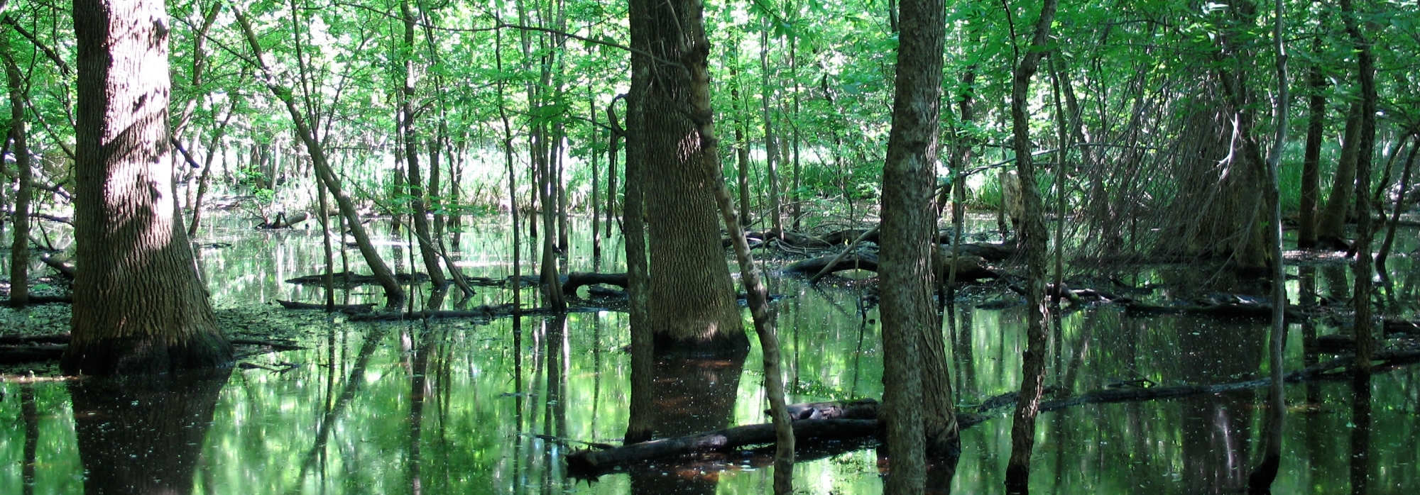 Flooded bottomland forest of Oliver's Woods Natural Area