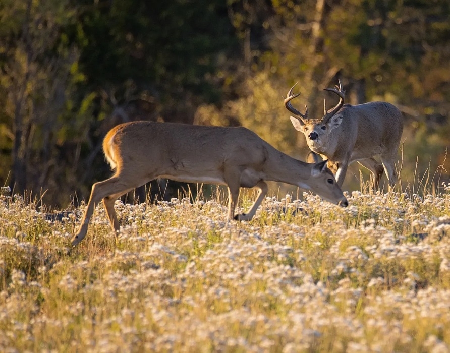 two deer in a field