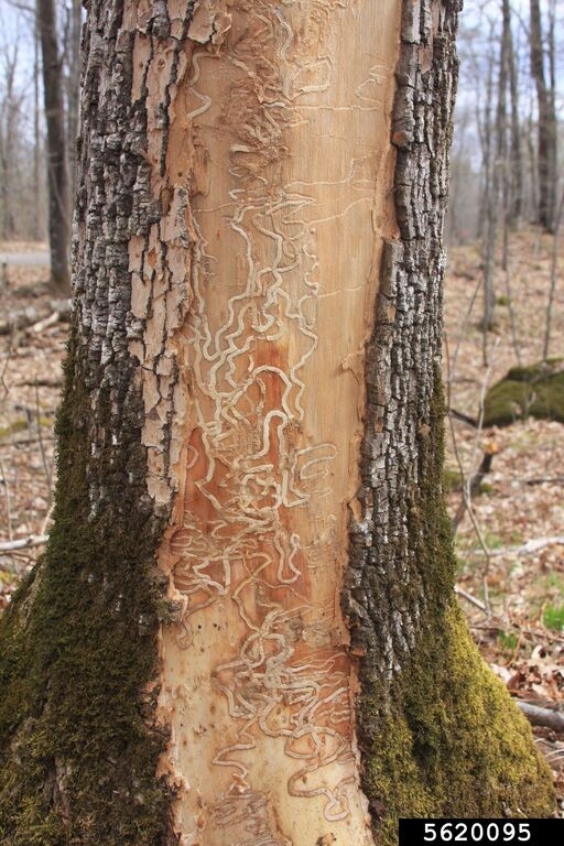 Emerald Ash Borer damge on a tree trunk.