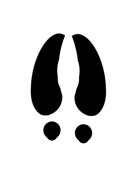 Deer track