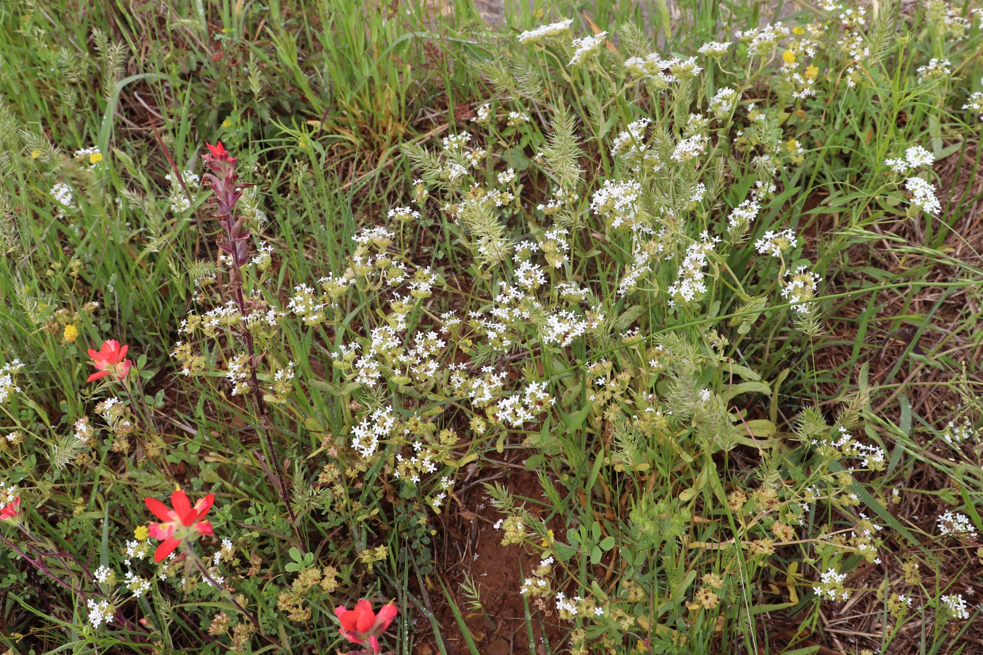 Nuttall's Corn Salad, a rare plant, growing in southeastern Oklahoma
