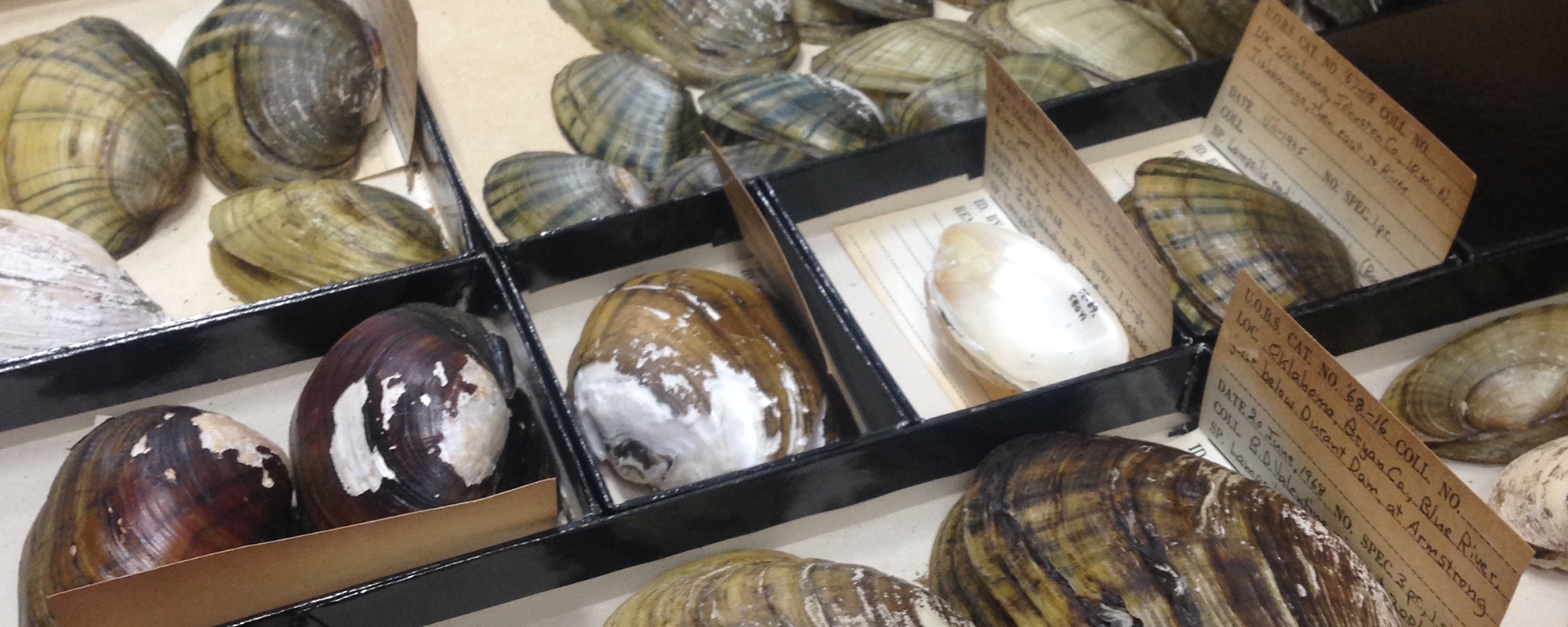Mussel collections with data cards.
