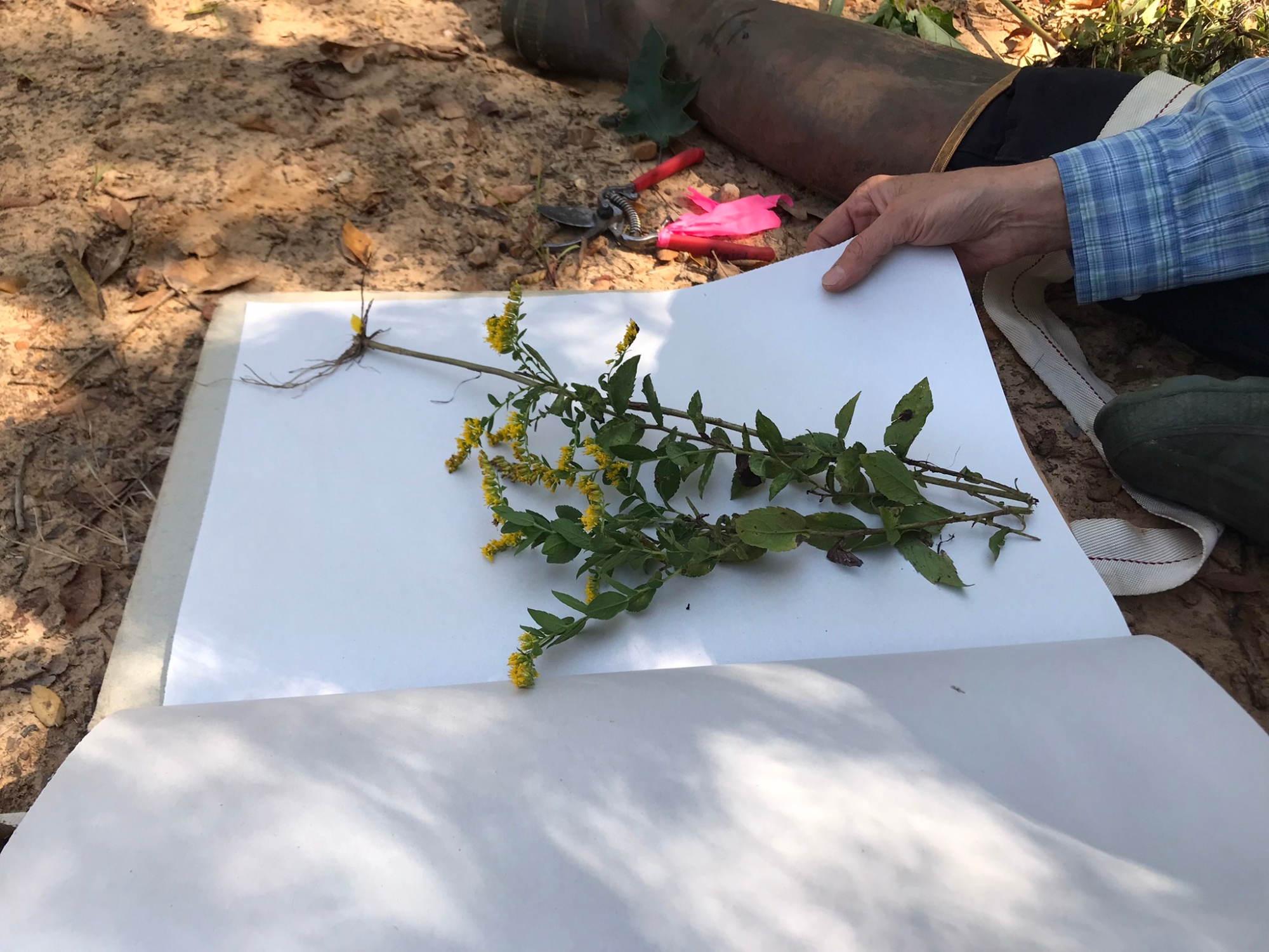 Botanist pressing a goldenrod for the herbarium collection.