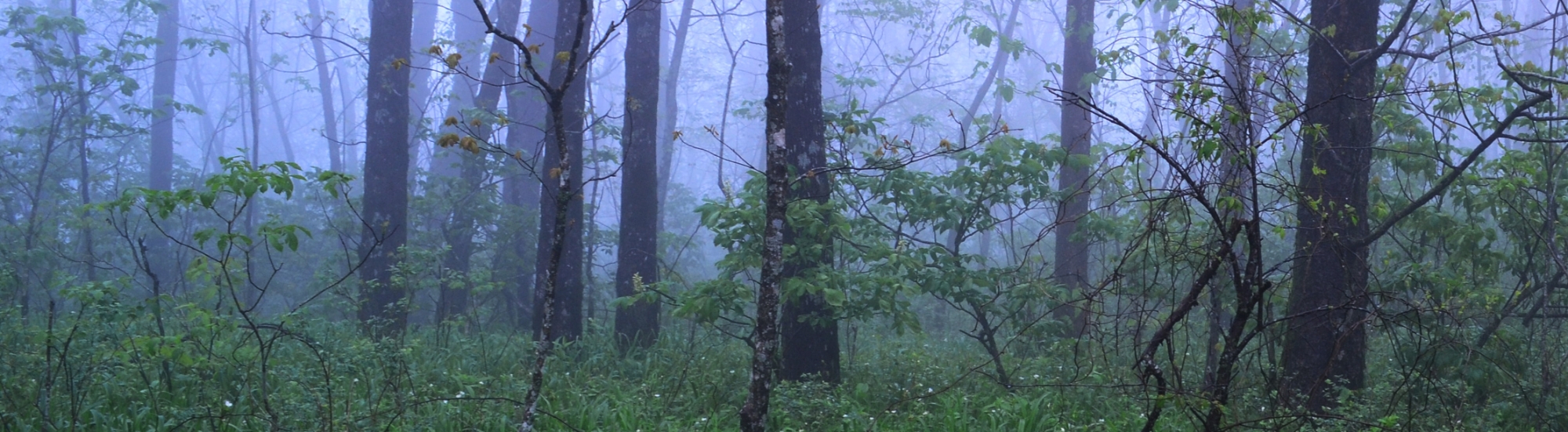 Foggy morning in the Ouachita Forest