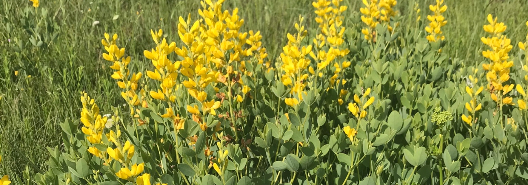 Yellow wild indigo in a prairie