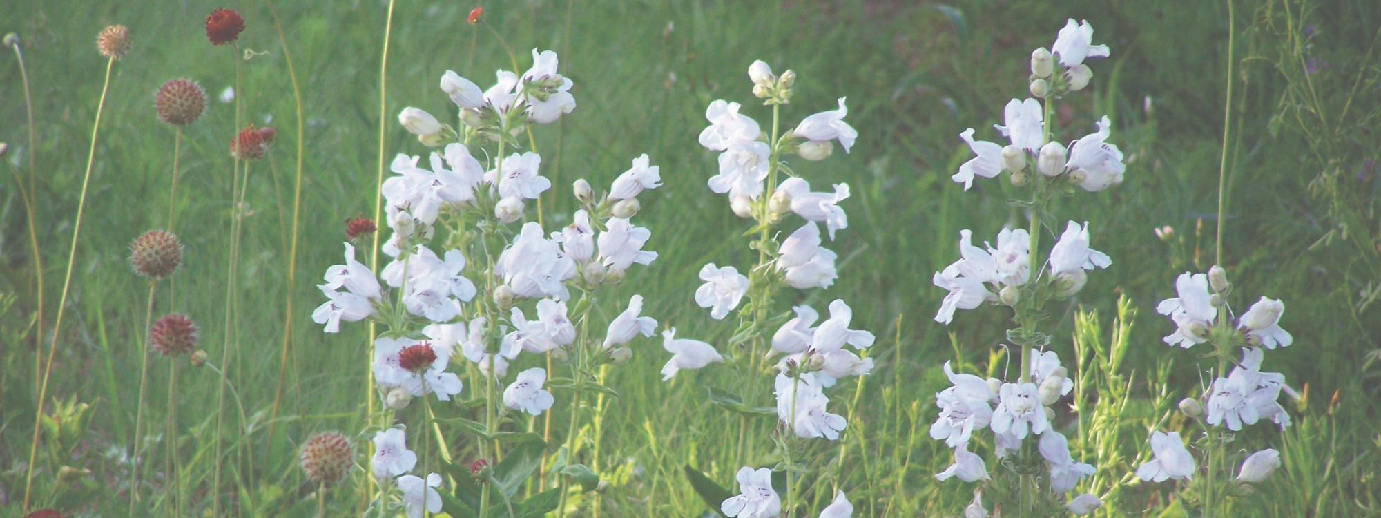 White tubular flowers blooming in a meadow
