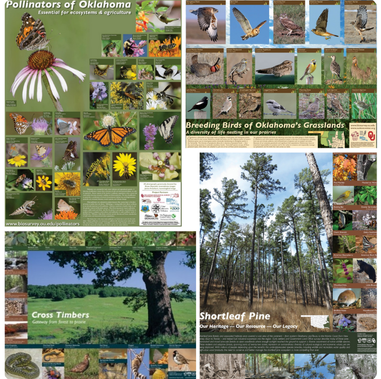 Collage of Pollinator, Grassland Birds, Cross Timbers, and Shortleaf Pine posters.