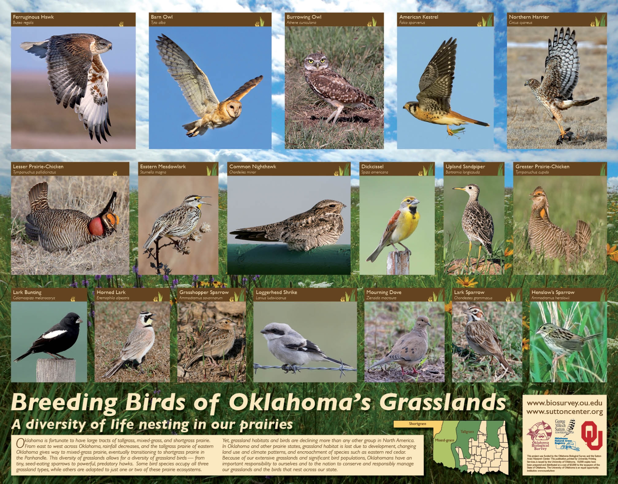 Thumbnail of Birding Birds of Oklahoma's Grasslands Poster.