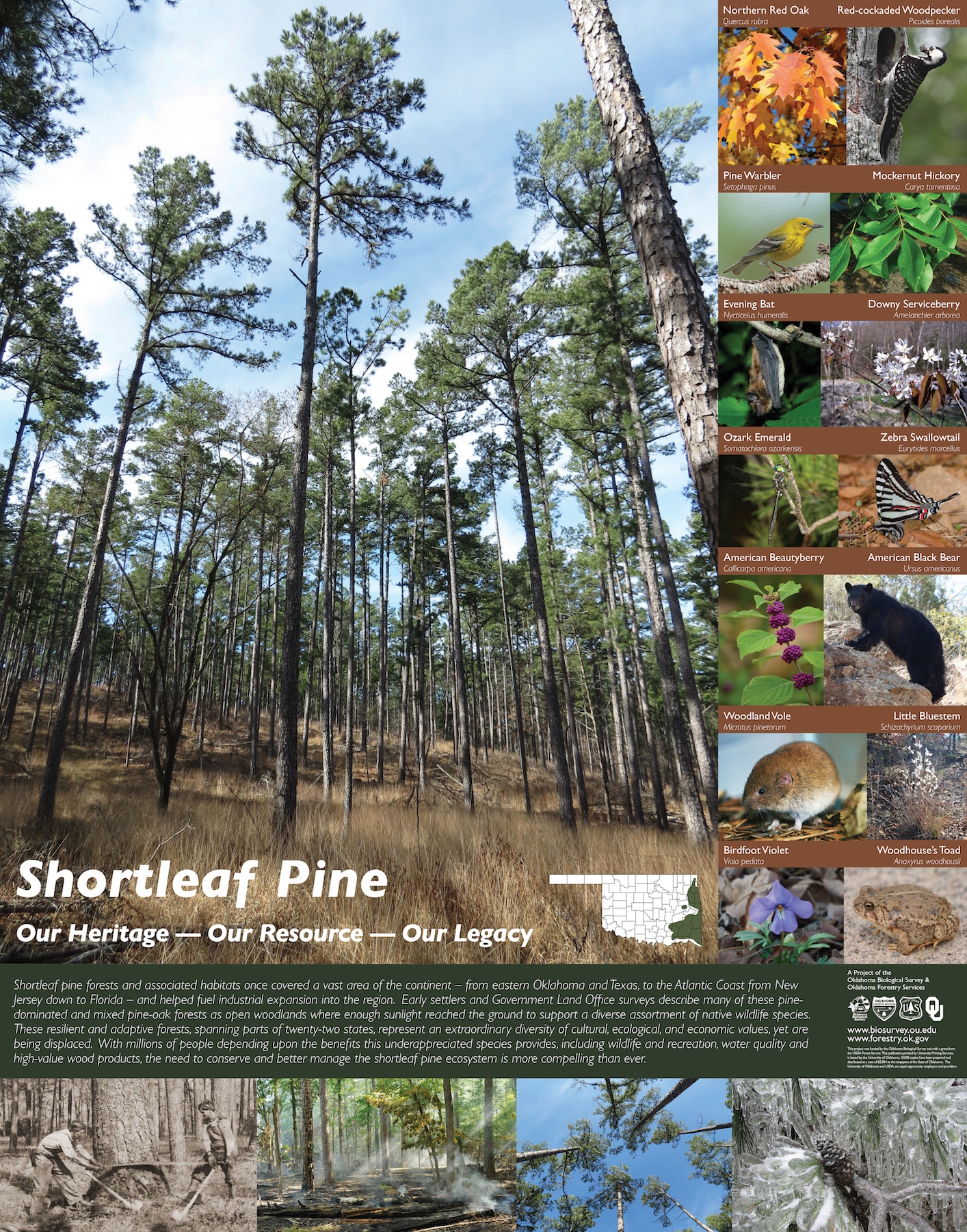 Thumbnail of Shortleaf Pine Poster.