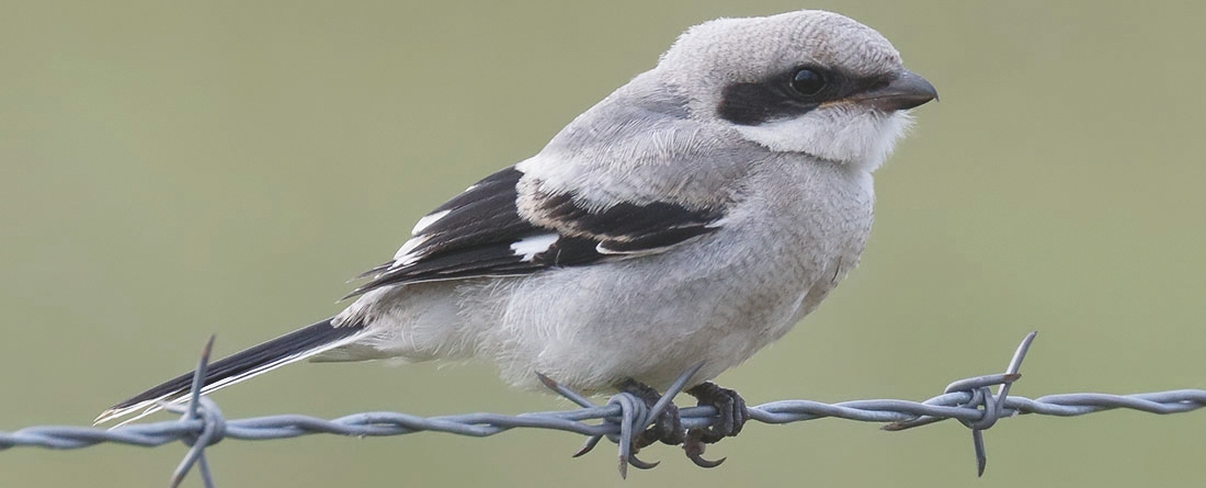 Loggerhead shrike on barbed wire