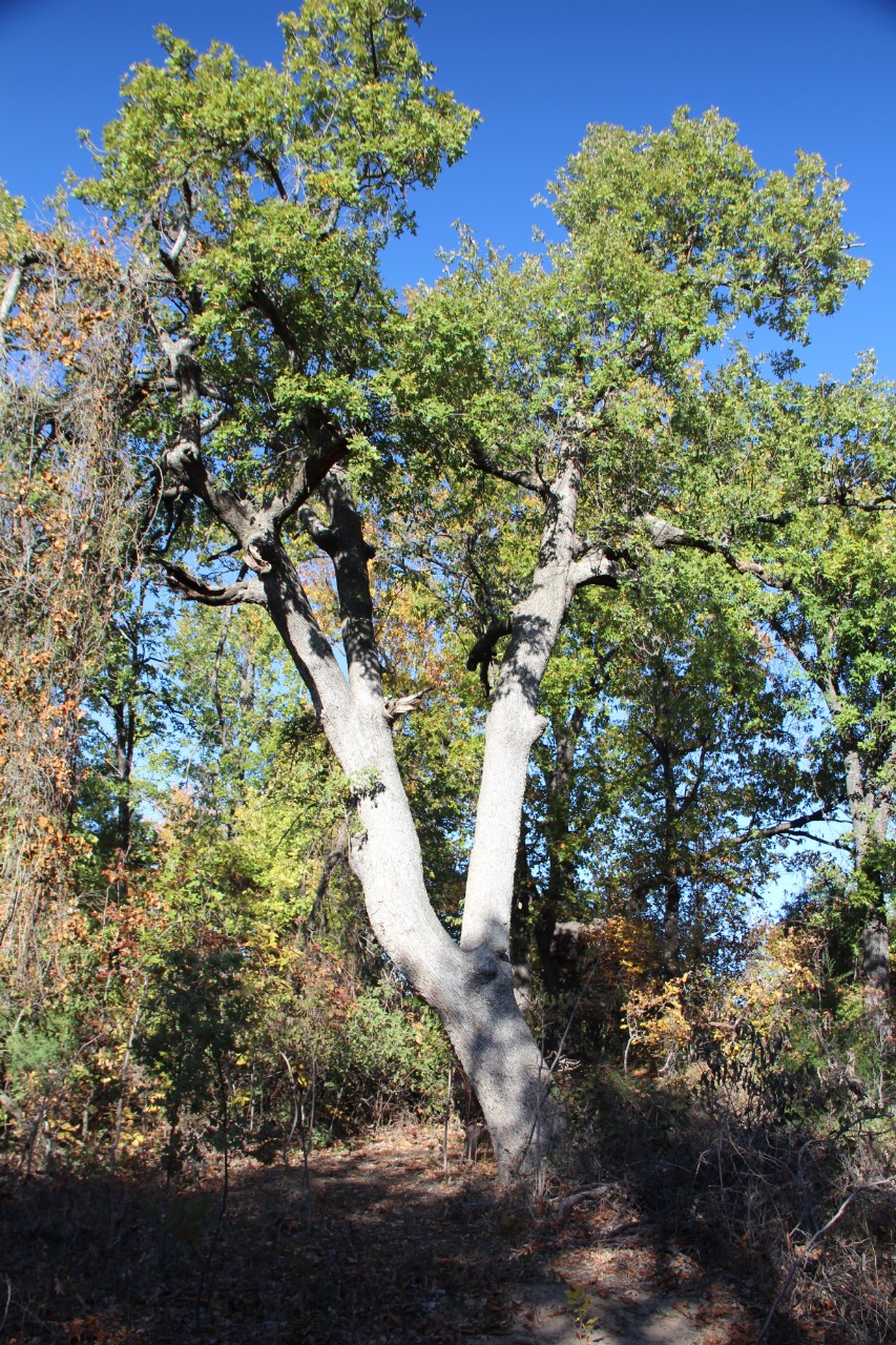 cross timbers habitat 