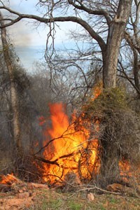 fire burning vegetation surrounding large trees