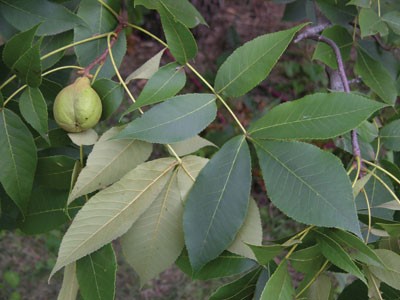 black hickory leaves and fruit