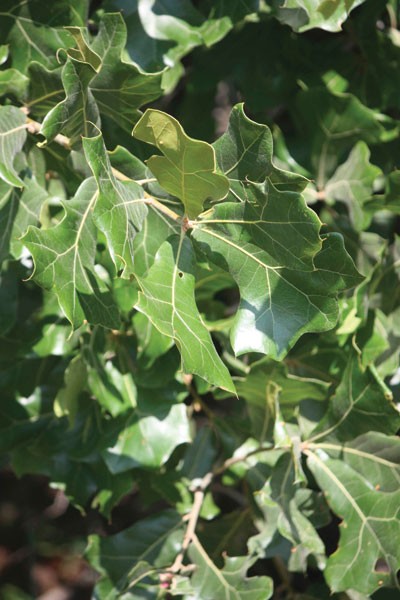 blackjack oak leaves