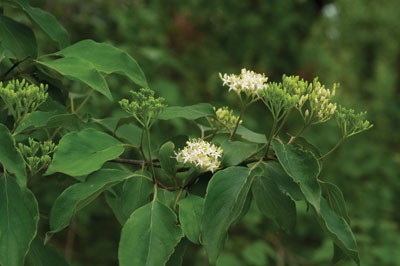 roughleaf dogwood leaves and flowers